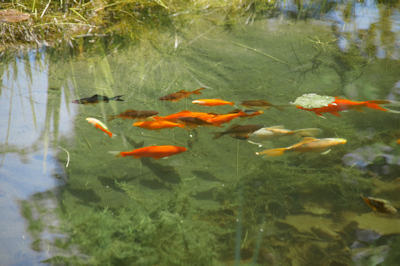 Bild eines Fischteichs